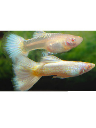 Guppy Full Platinum (Casal)